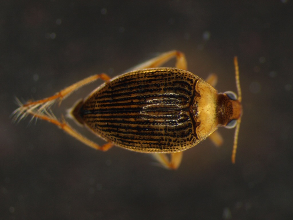 Haliplus sp.